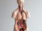 West German Anatomical Model, Image 7