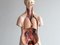 Westdeutsches Anatomisches Modell 7