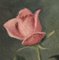 Emile Lejeune, Trois roses, 1954, Oil on Board 5