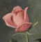 Emile Lejeune, Trois roses, 1954, Oil on Board, Image 5