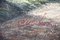P. Wilson, Paesaggio con casa rustica e prato fiorito, Olio su tela, Incorniciato, Immagine 4