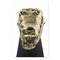 Brass Crocodile Skull, Image 6