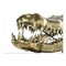 Brass Crocodile Skull 4