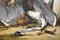 Artista francese, Due cani da caccia, XIX secolo, Pittura ad olio su legno, Incorniciato, Immagine 5