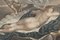 Gravures d'Endymion et de Vénus, Début du 19ème Siècle, Set de 2 8