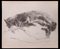 Giselle Halff, Sleeping Cats, Carbon Pencil Drawing, 1957 1