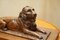 Antique English Hand Carved Oak Recumbent Lion Statue, 1860s 13