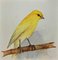 Unknown, Yellow Canary, Watercolor, Late 20th Century 1