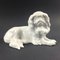 German Japanese Chin Dog Figurine in Porcelain by Erich Hösel for Meissen, 1950s 1