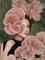 Daria Petrilli, Blossom Collection, Mushroom, 2022, Digital Print 4