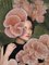 Daria Petrilli, Blossom Collection, Mushroom, 2022, Digital Print, Image 4