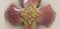 Französisches Mid-Century Jesus Wandkreuz aus rosa emailliertem Kupfer von Limoges 4