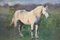 Edwin Ganz, White Horse, 1920er, Öl auf Karton, Gerahmt 5