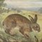 Vintage Mural Rollable Animal Wall Chart Rabbit Bunny Poster 2