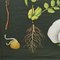Affiche Murale Botanique Cottagecore Vintage par Jung Koch Quentell 4