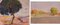 Dipinti paesaggisti post impressionisti, anni '40, olio su tavola, con cornice, set di 2, Immagine 2