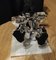 Richard Orlinski, Kong Spirit Silver, Resin Sculpture 5