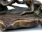 Ranita Okimono de hierro patinado, década de 1800, Imagen 12