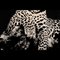 The Leopard Teppich von Roberta Diazzi 2