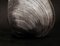 Ian Sanderson, Clam, 1984, Impresión fotográfica en blanco y negro, Imagen 2