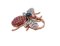 9 Karat Rose Gold and Silver Fly Ring with Diamonds, Sapphires and Rubies, Image 2