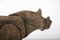 Rinoceronte grande de madera de roble, años 60, Imagen 12