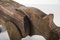 Rinoceronte grande de madera de roble, años 60, Imagen 8