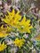 Maya Kopitzeva, Blumen und Blaubeeren, 2000er, Öl auf Leinwand, gerahmt 6