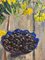 Maya Kopitzeva, Blumen und Blaubeeren, 2000er, Öl auf Leinwand, gerahmt 7