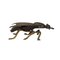 Japanese Insects in Copper, Brass and Wood, Set of 9 10