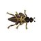 Japanese Insects in Copper, Brass and Wood, Set of 9 12