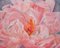 Nicola Currie, Floating Peony, 2019, Oil Painting 1