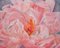 Nicola Currie, Floating Peony, 2019, Oil Painting, Image 1