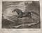 Johann Elias Riedinger, Copper Engraving From the Large Riding School, Augsburg 1734, Cheval Tartare, 1890s, Image 3