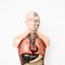 Busto anatómico de enseñanza, Imagen 8