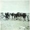 Bettino Craxi, Tunesische Kamele, Original Fotolithografie, 1990er 1