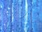 Bridg', in blu, 2022, acrilico su tela, Immagine 4