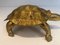 Brass Turtle Sculpture 7