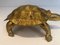 Escultura de tortuga de latón, Imagen 7