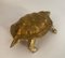Escultura de tortuga de latón, Imagen 6