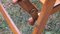 Silla plegable Mid-Century de madera patinada, años 60, Imagen 9