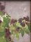 Isabelle Rouault, bodegón, años 50, óleo sobre lienzo, enmarcado, Imagen 6