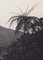 Hanna Seidel, Bolivia, Palm Albero, 1960s, Black & White Photography, Image 1