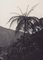 Hanna Seidel, Bolivia, Palm Albero, años 60, Fotografía en blanco y negro, Imagen 1