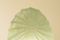 Lampada da tavolo a forma di nautilo in fibra di vetro, anni '70, Immagine 4