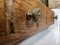 Mobiletto da parete in stile vittoriano in legno di olmo intagliato, Regno Unito, inizio XX secolo, Immagine 9