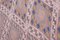 Türkischer handgewebter klassischer Kelim Teppich in Pastell mit Rautenmuster 9