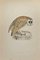 Xilografia di Alexander Francis Lydon, White Owl, 1870, Immagine 1