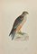 Alexander Francis Lydon, Marsh Harrier, Holzschnitt, 1870 1