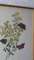 Botanische Schulillustrationen, 1950er, Drucke, 2er Set 3